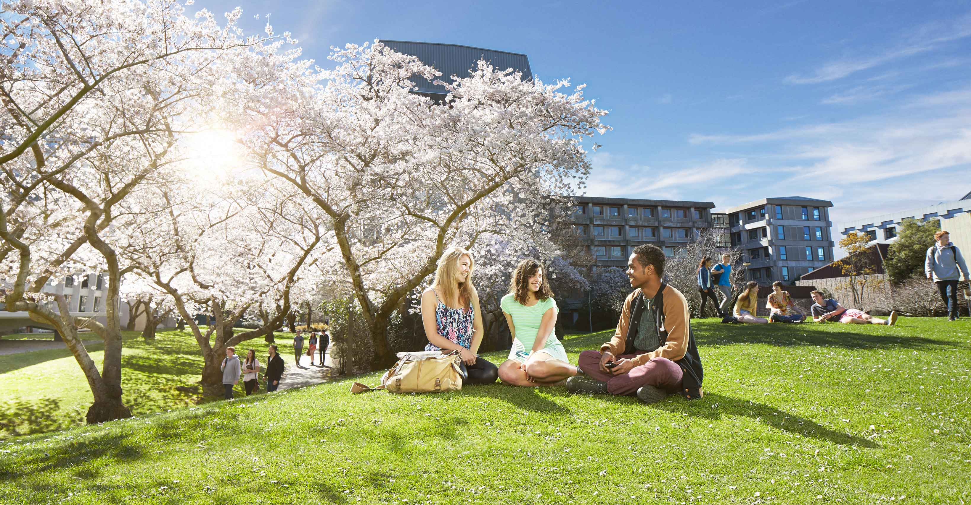 University of Canterbury (カンタベリー大学) の桜