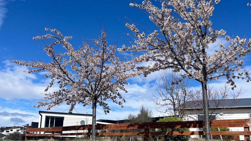tekapoの桜