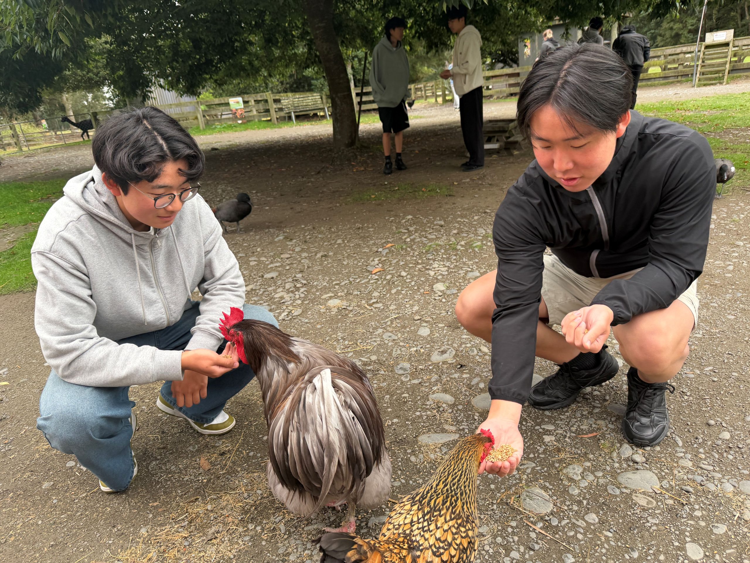Kaiapoi High School（カイアポイ ハイスクール）の鶏の世話をする生徒